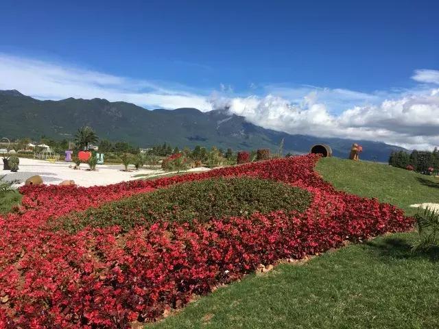 麗江雪山玫瑰莊園