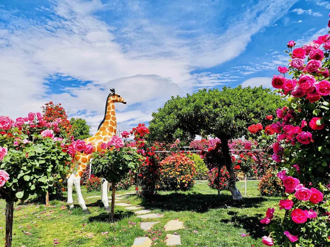 周末去哪兒？麗江這里花開成海，把園區(qū)打造成湖濱公園景區(qū)快來打卡！