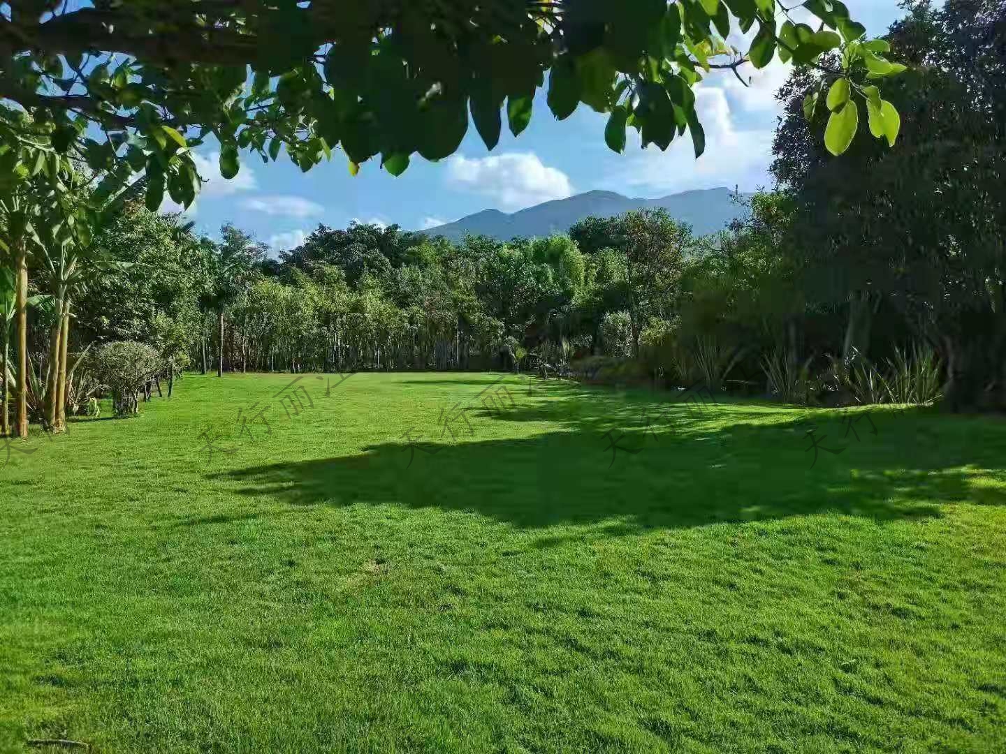 麗江聽花谷餐廳隆重推薦  花的海洋  綠的草坪  高的樹屋  ｜玉龍雪山下的小眾秘境